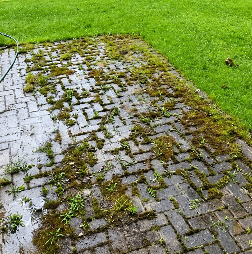 Weedy paver walkway before restoration